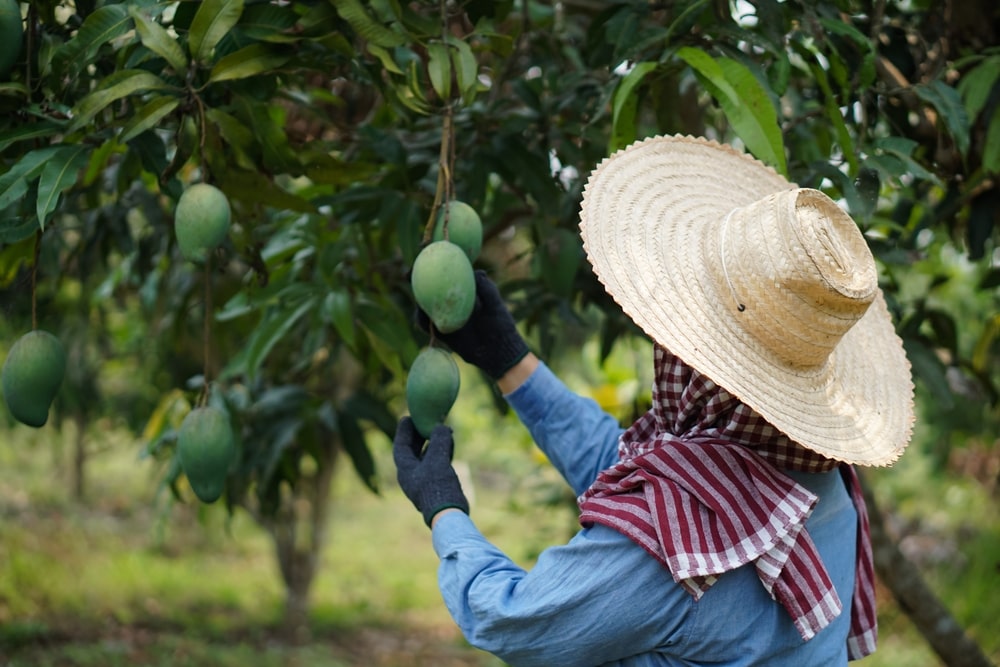 mango-mexico